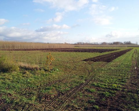 Die neue Solawi-Anbaufläche an der Südflur