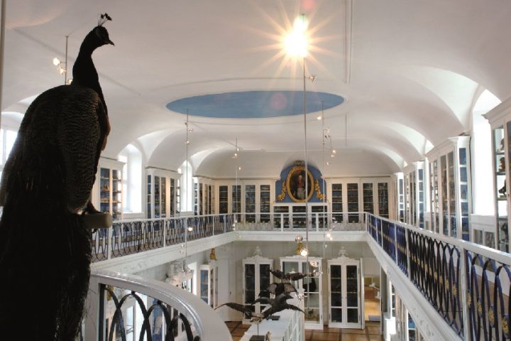 Naturkunde-Museum