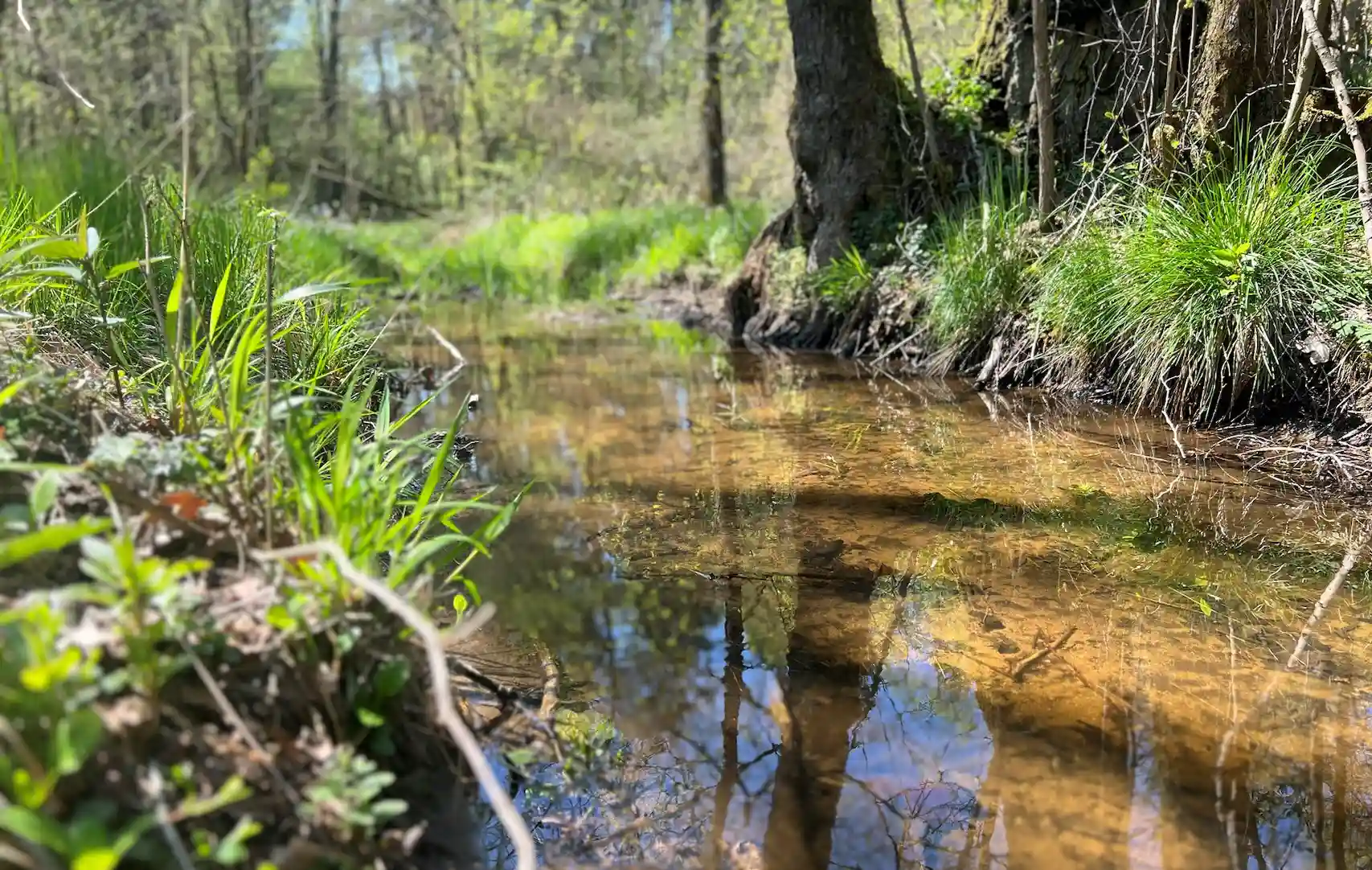 Hauptsmoorwald