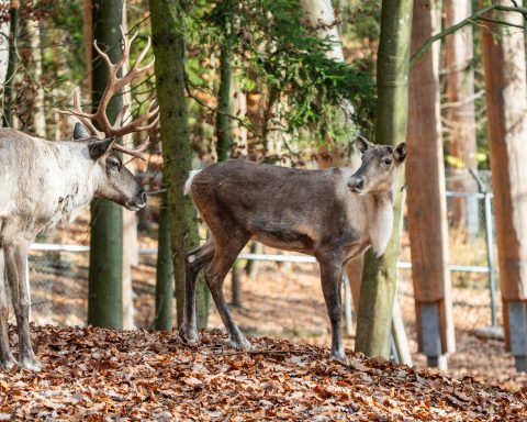 Waldrentiere