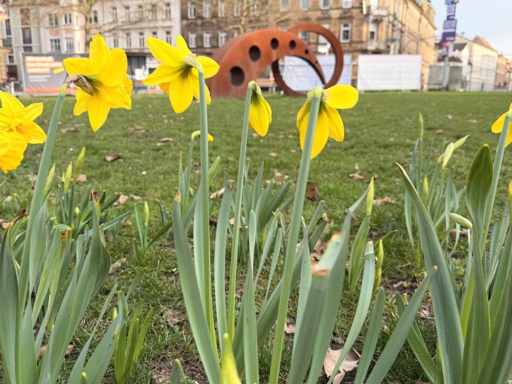 Blumenzwiebeln