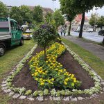 Sommerblumen