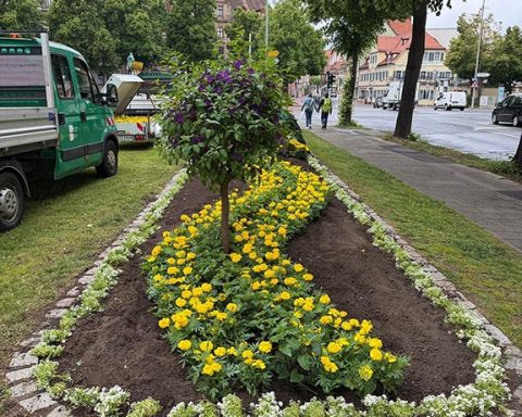 Sommerblumen