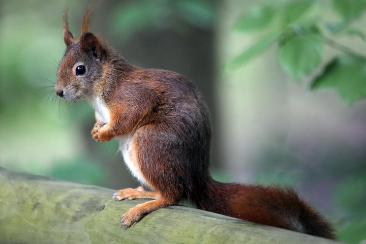 Tiere